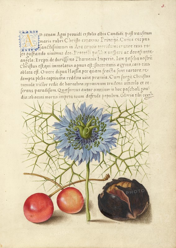 Love-in-a-Mist, Sweet Cherry, and Spanish Chestnut, 1561-1562; illumination added 1591-1596. Creator: Joris Hoefnagel.