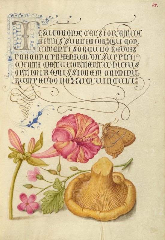 Four-o'Clock, Brown Hairstreak, Herb Robert, and Chanterelle, 1561-1562; illumination added 1591-6. Creator: Joris Hoefnagel.