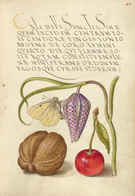 Butterfly, Snakeshead, English Walnut, and Sweet Cherry, 1561-1562; illumination added 1591-1596. Creator: Joris Hoefnagel.