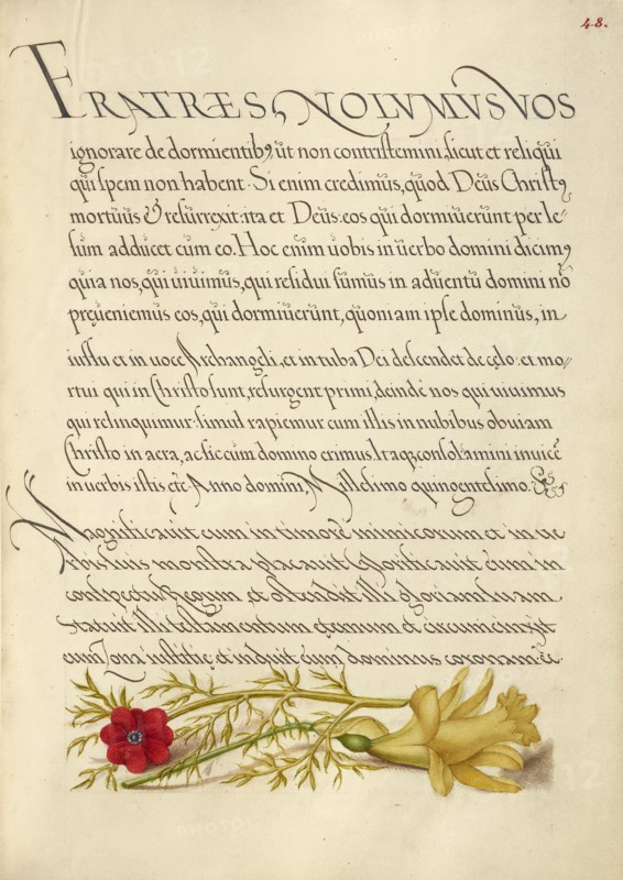 Pheasant's Eye and Buttercup; Mira calligraphiae monumenta, 1561-1562; illumination added 1591-1596. Creator: Joris Hoefnagel.