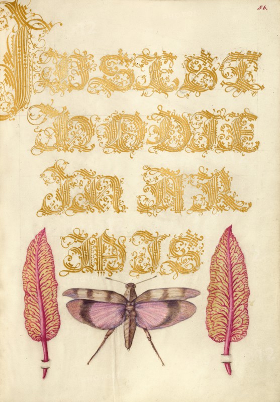 Chard Leaves and Red-Winged Grasshopper, 1561-1562; illumination added 1591-1596. Creator: Joris Hoefnagel.