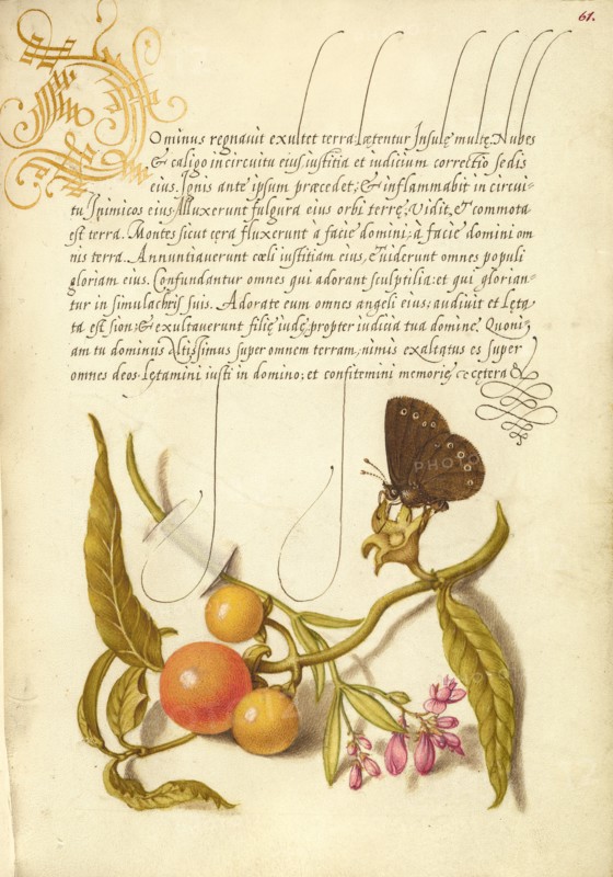 Ringlet, False Jerusalem Cherry, and Milkwort, 1561-1562; illumination added 1591-1596. Creator: Joris Hoefnagel.