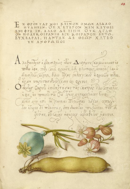 Opium Poppy, Bladder Campion, and Broad Bean, 1561-1562; illumination added 1591-1596. Creator: Joris Hoefnagel.
