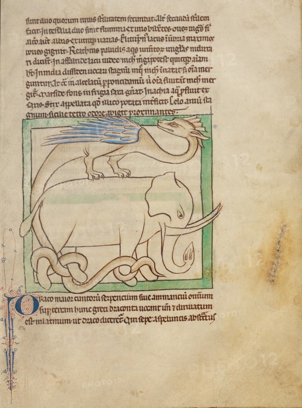 A Dragon; Northumberland Bestiary, about 1250-1260. Creator: Unknown.