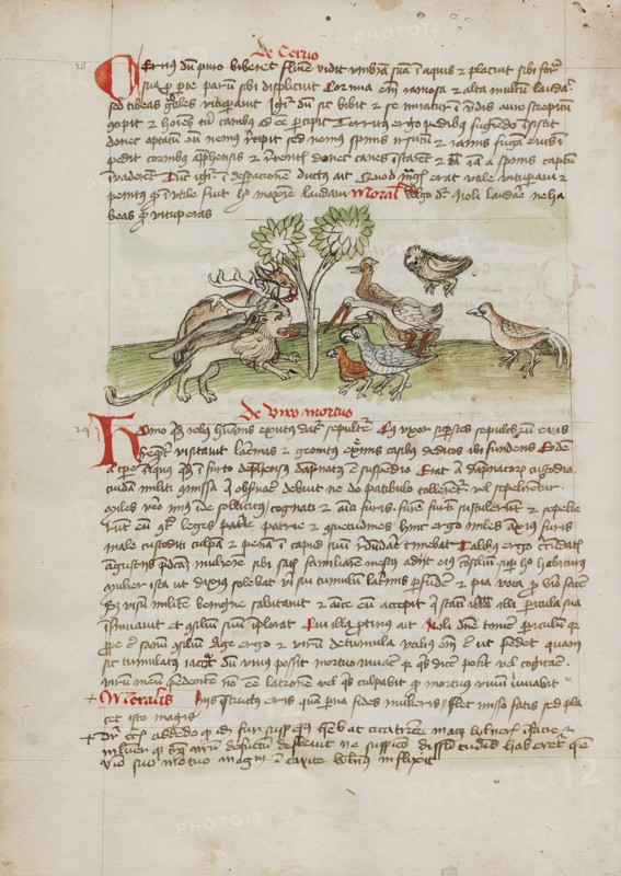 Animals Gathered under a Tree; Fables, third quarter of 15th century. Creator: Unknown.