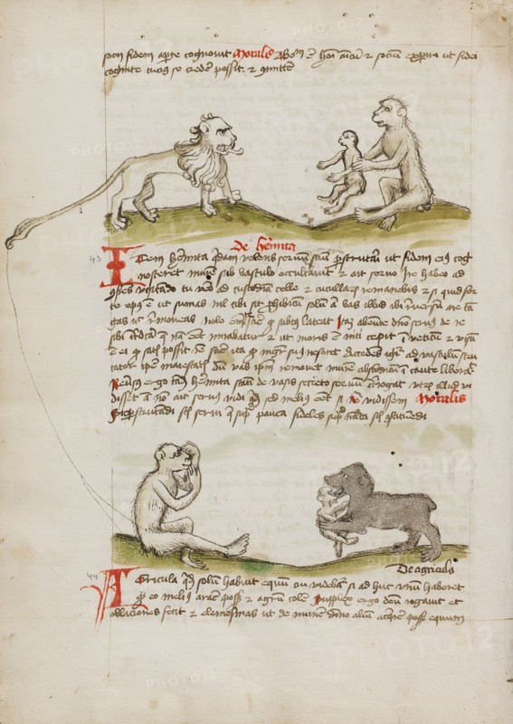 A Lion with a Monkey and his Young: A Monkey: A Bear Eating a..., third quarter of 15th century. Creator: Unknown.