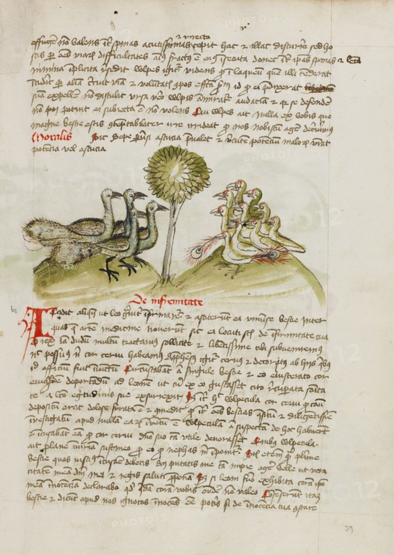 Four Peacocks; Fables, third quarter of 15th century. Creator: Unknown.