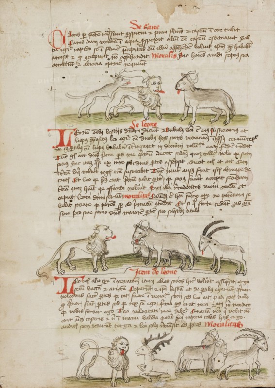 A Lion between a Wolf and an Ox: A Lion before a Cow, a Ram and..., third quarter of 15th century. Creator: Unknown.