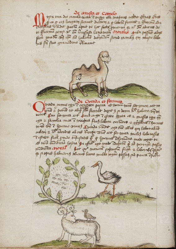 A Camel with a Fly on its Back: Insects in a Vineyard and a Stork..., third quarter of 15th century. Creator: Unknown.