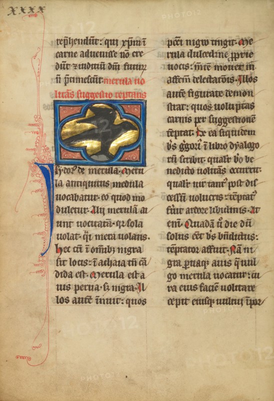 A Blackbird; De Natura Avium; De Pastoribus et Ovibus; On the Soul, 1277 or after. Creator: Unknown.