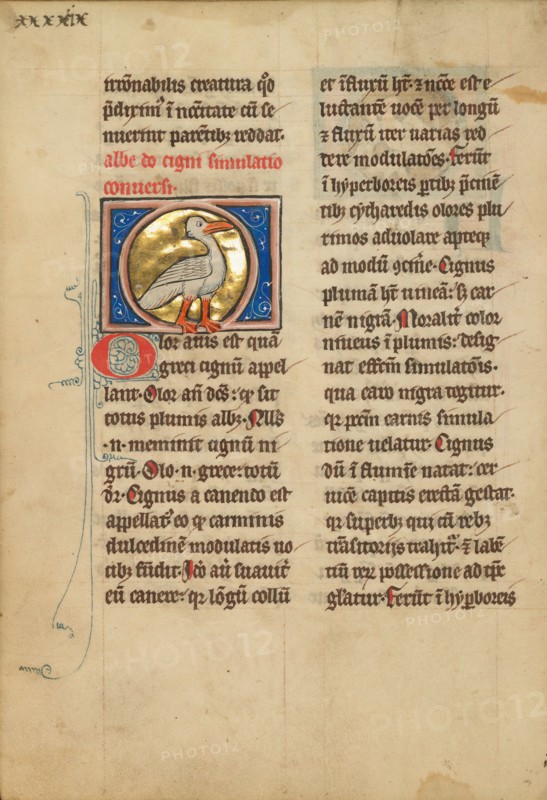 A Swan; De Natura Avium; De Pastoribus et Ovibus, 1277 or after. Creator: Unknown.