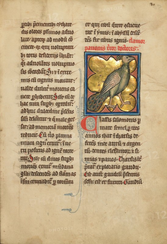 A Peacock; De Natura Avium; De Pastoribus et Ovibus; Bestiarium, 1277 or after. Creator: Unknown.