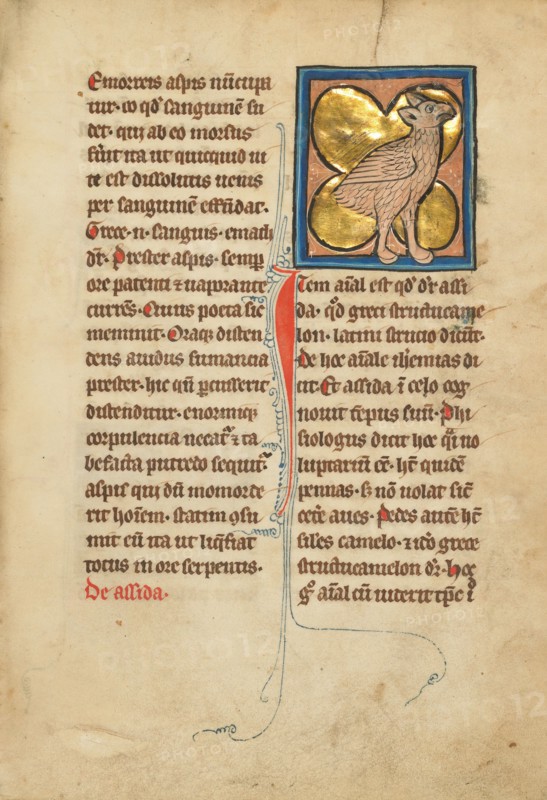 An Ostrich; De Natura Avium; De Pastoribus et Ovibus; Bestiarium, 1277 or after. Creator: Unknown.