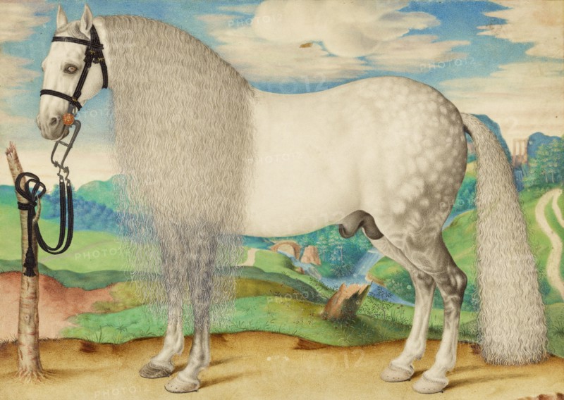A Dappled Gray Stallion Tethered in a Landscape, about 1584-1587. Creator: Unknown.