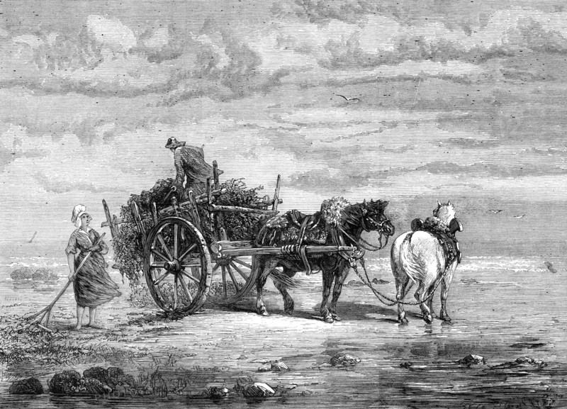 Carting Seaweed, Coast of Normandy, by S. Bird, from the exhibition of the Royal Academy, 1872. Creator: Unknown.
