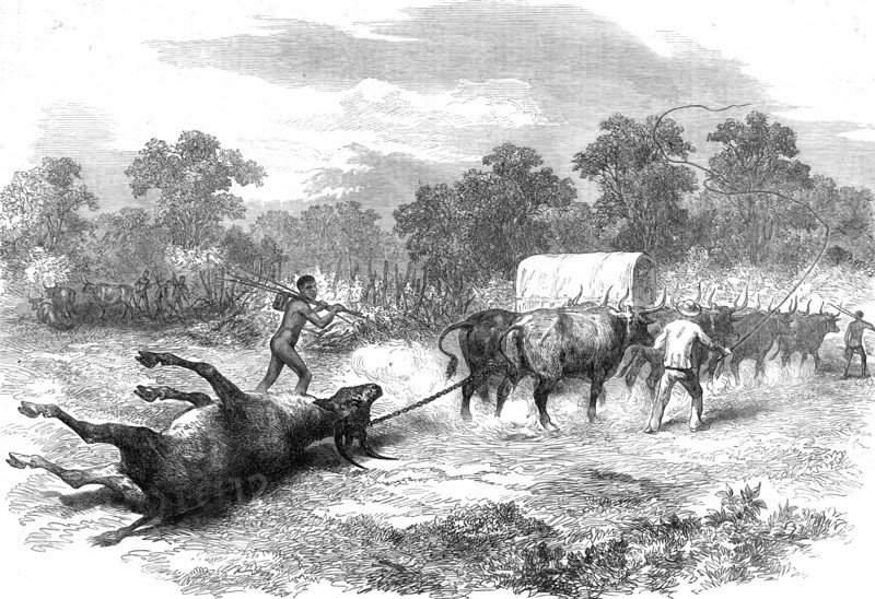 Sketches in Africa: bringing home the eland, 1872. Creator: Unknown.