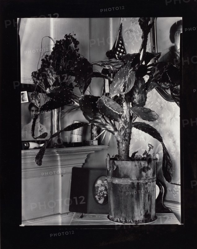 The Cactus Plant/Interior Detail of a Portuguese House, Truro, Massachusetts, 1930-1931. Creator: Walker Evans.