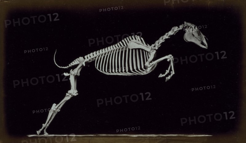 Skeleton of leaping horse, leaving the ground, 1881. Creator: Eadweard J Muybridge.
