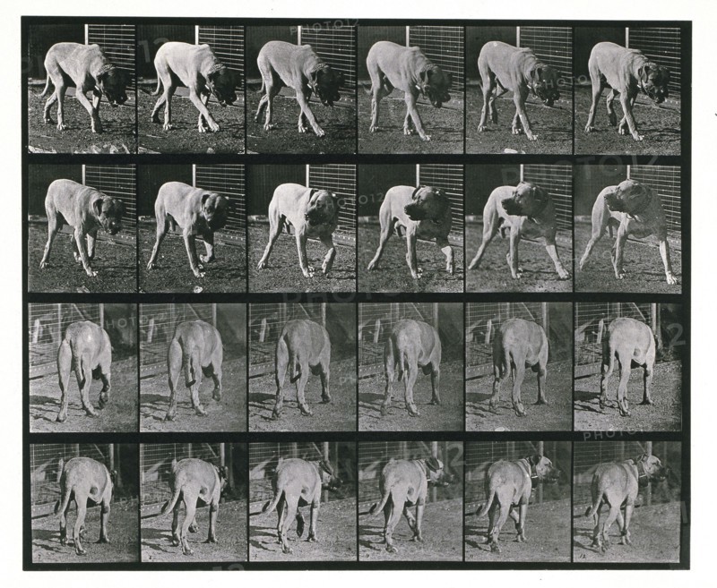 Dog; walking; interrupted, mastiff  Dread, 1887.  Creator: Eadweard J Muybridge.