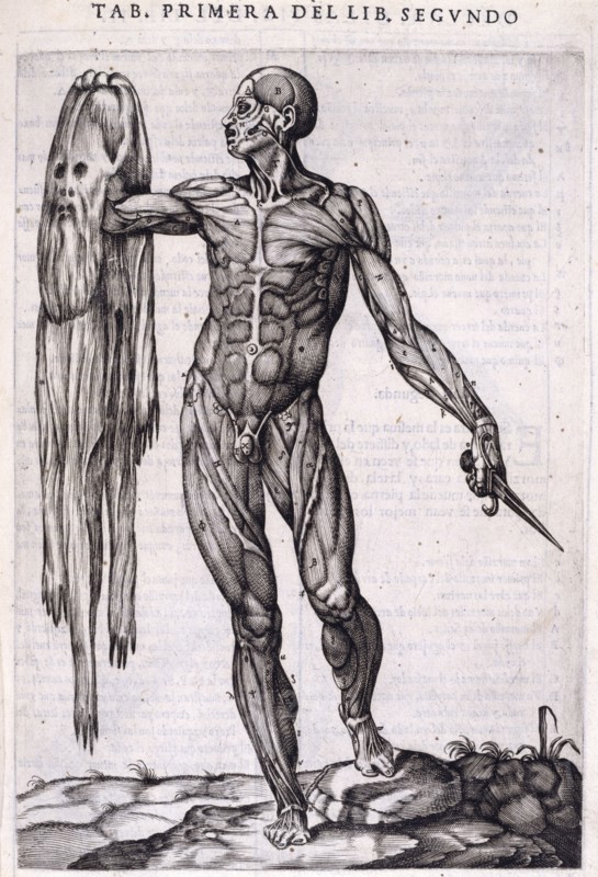 A flayed man holding his own skin, 1556.  Creator: Nicolas Beatrizet.
