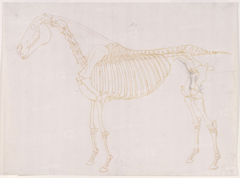 Working drawing of the Blood Vessels for 'The Fifth Anatomical Table of the Muscles ...', 1756. Creator: George Stubbs.