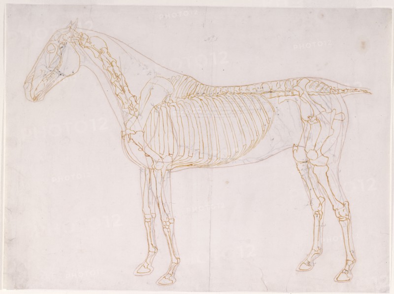 Working drawing of the Blood Vessels for 'The First Anatomical Table of the Muscles ... ', 1756. Creator: George Stubbs.