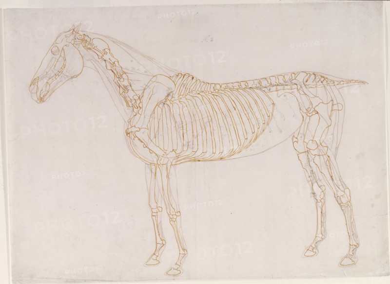 Working drawing of the Blood Vessels for 'The Second Anatomical Table of the Muscles ...', 1756. Creator: George Stubbs.