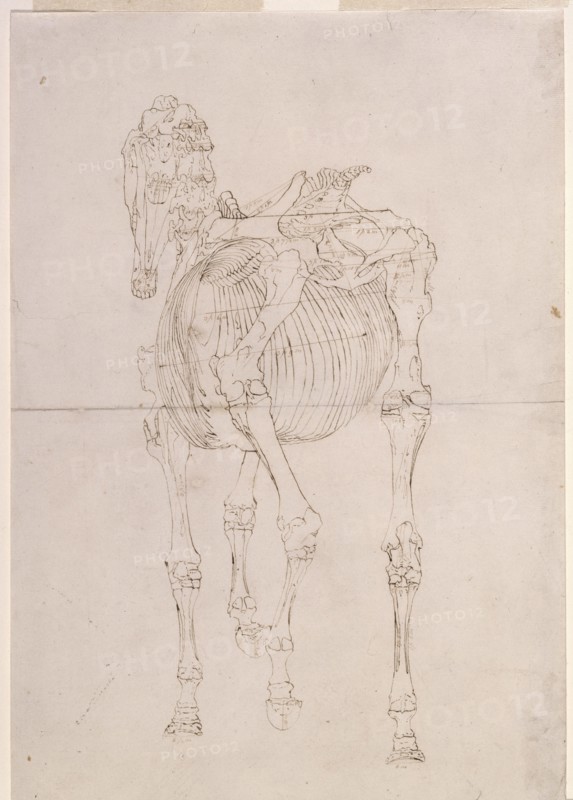 Measured working drawing for 'The Third Anatomical Table of the Skeleton of the Horse', 1756. Creator: George Stubbs.