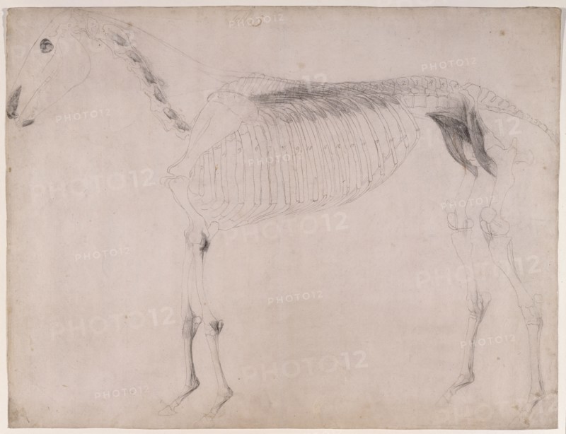 Working drawing for 'The Fifth Anatomical Table of the Muscles ... of the Horse', 1756. Creator: George Stubbs.