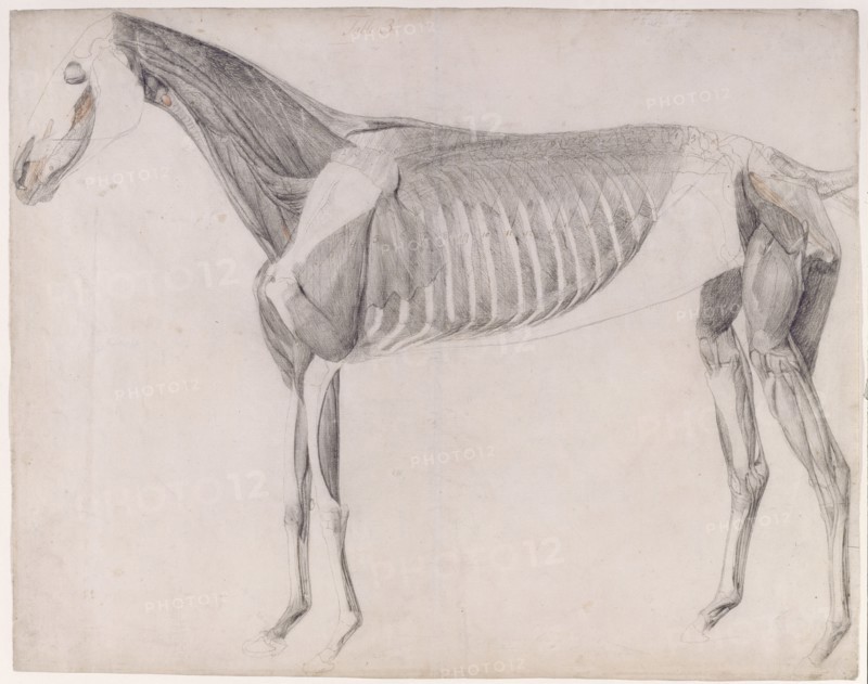 Working drawing for 'The Third Anatomical Table of the Muscles ... of the Horse', 1756. Creator: George Stubbs.