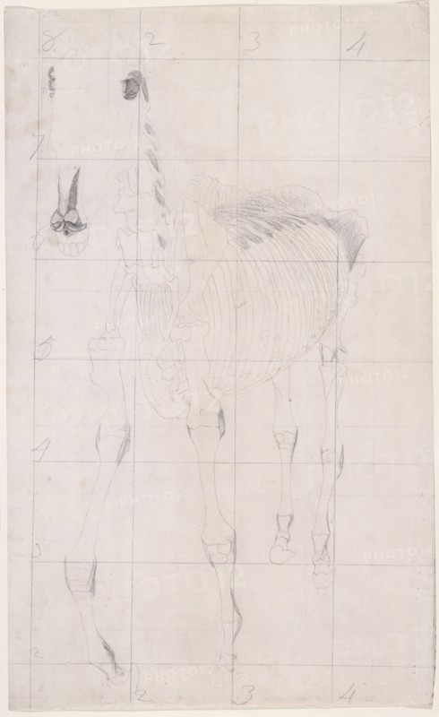Working drawing for 'The Tenth Anatomical Table of the Muscles ... of the Horse', 1756. Creator: George Stubbs.