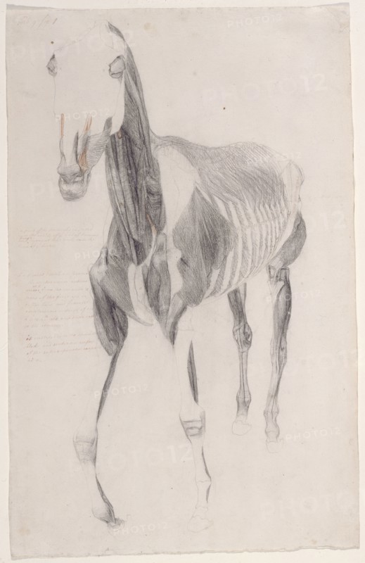Working drawing for 'The Ninth Anatomical Table of the Muscles ... of the Horse', 1756. Creator: George Stubbs.