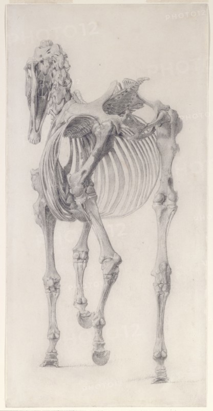 Finished study for 'The Third Anatomical Table of the Skeleton of the Horse', 1756. Creator: George Stubbs.