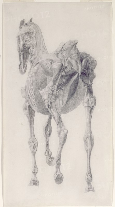 Finished study for 'The Fifteenth Anatomical Table of the Muscles ... of the Horse', 1756. Creator: George Stubbs.