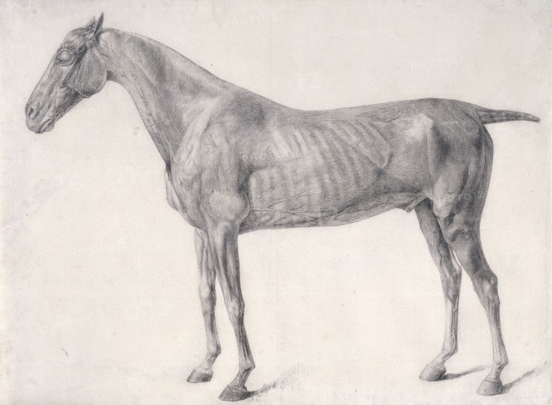 Finished study for 'The First Anatomical Table of the Muscles ... of the Horse', 1756. Creator: George Stubbs.