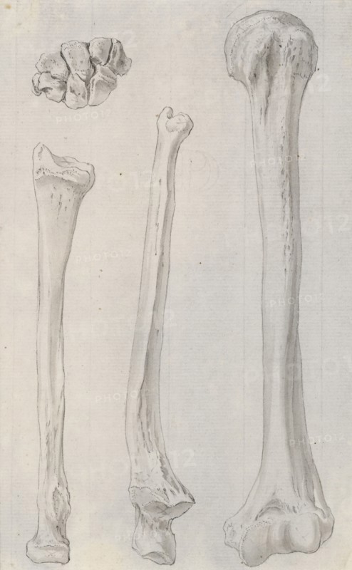 Studies of the bones of the legs, relating to Cheselden's `Osteographia', 1733. Creator: Gerard Vandergucht.