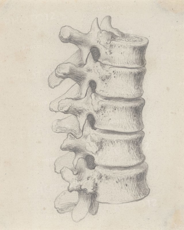 The vertebrae of the loins, relating to Cheselden's `Osteographia', by 1733. Creator: Gerard Vandergucht.