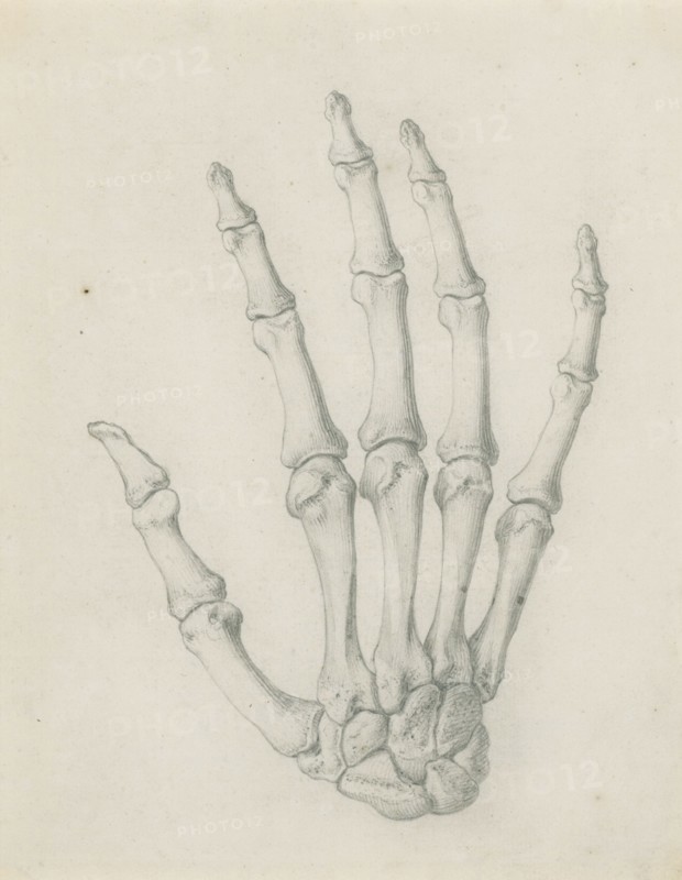The bones of the hand viewed from the back, for Cheselden's `Osteographia', by 1733. Creator: Gerard Vandergucht.