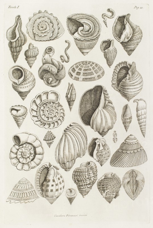 Different shells thought to inspire the forms of Etruscan vases, 1769.  Creator: Giovanni Battista Piranesi.