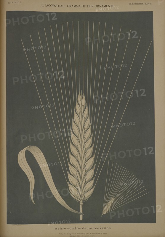 Ear of Hordeum zeokriton, 1874. Creator: Johann Eduard Jacobsthal.