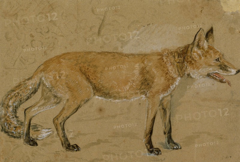 A fox, c1814-1830. Creator: John Frederick Lewis.
