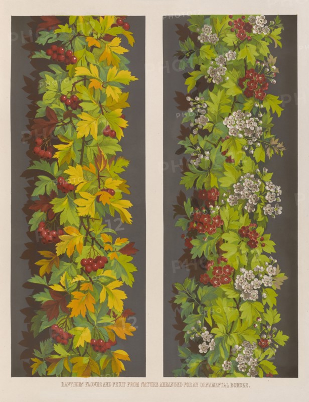 Hawthorn flower and fruit from Nature arranged for an ornamental border, 1850.  Creator: Ludwig Gruner.