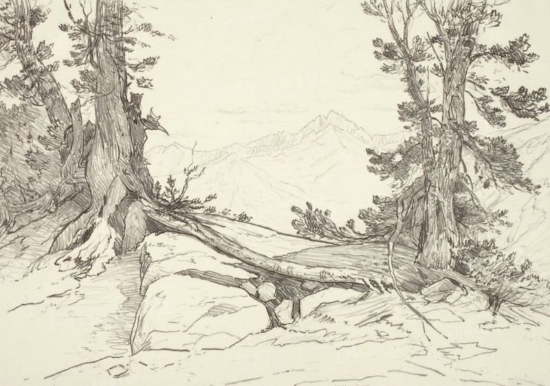 Sierra Pines, 1924. Creator: Bolton Coit Brown.