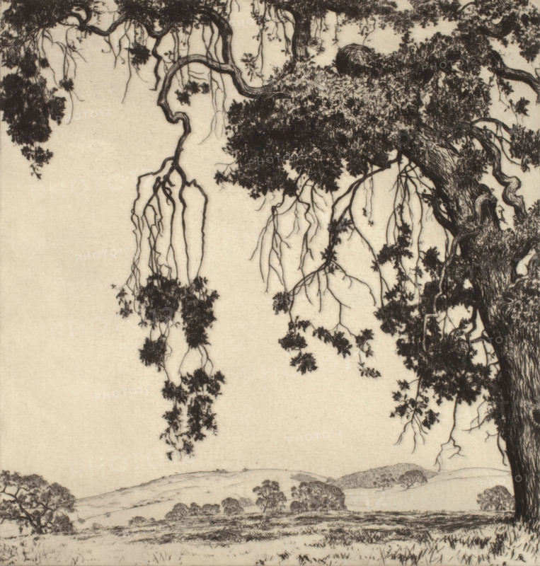 Weeping Oaks, c1900-1952. Creator: Alfred Ray Burrell.
