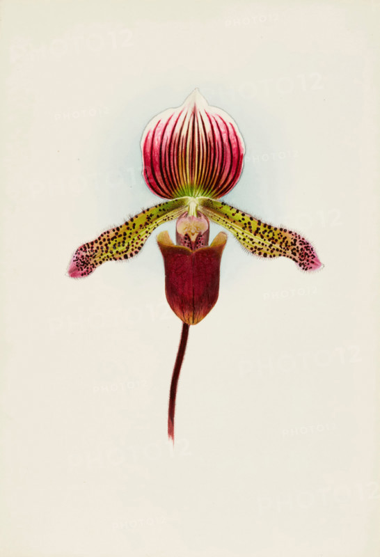 Orchid: Cypripedium Goweri Magnificum, Schofield's Variety, 1906. Creator: Frederick William Bolas.