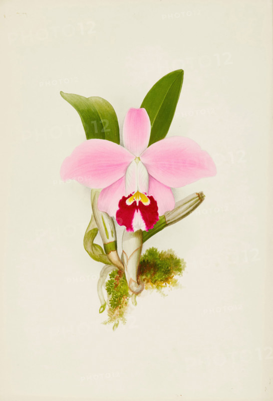 Orchid: Laelia Praestans, 1906. Creator: Frederick William Bolas.