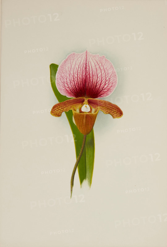 Orchid: Cypridium Charlesworthii, 1906. Creator: Frederick William Bolas.