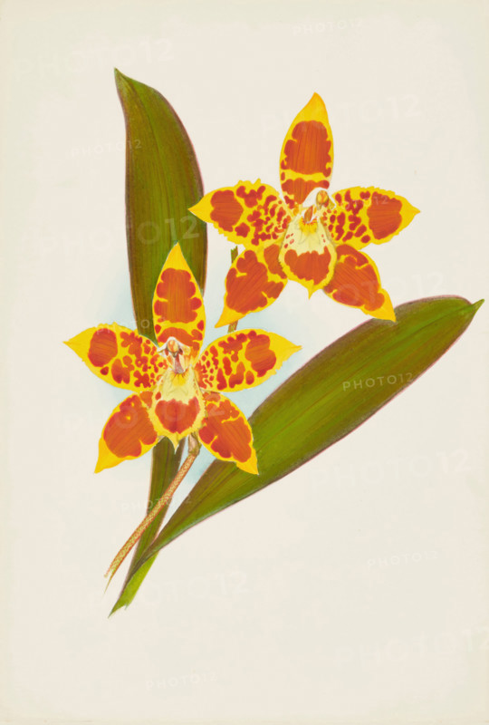 Orchid: OdontoglossumTriumpharis, 1907. Creator: Frederick William Bolas.