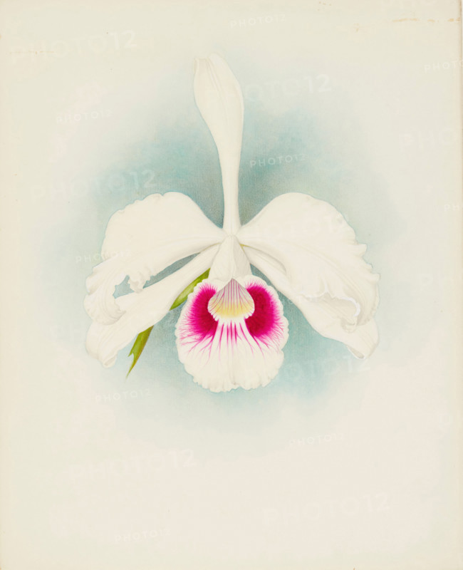 Orchid: Laelia purpurala, 1907. Creator: Frederick William Bolas.