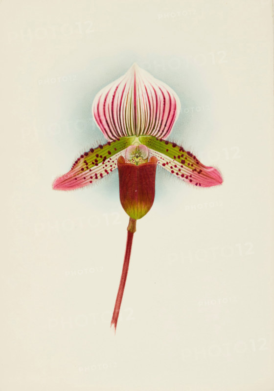 Orchid: Cypripedium Smithae, 1907. Creator: Frederick William Bolas.